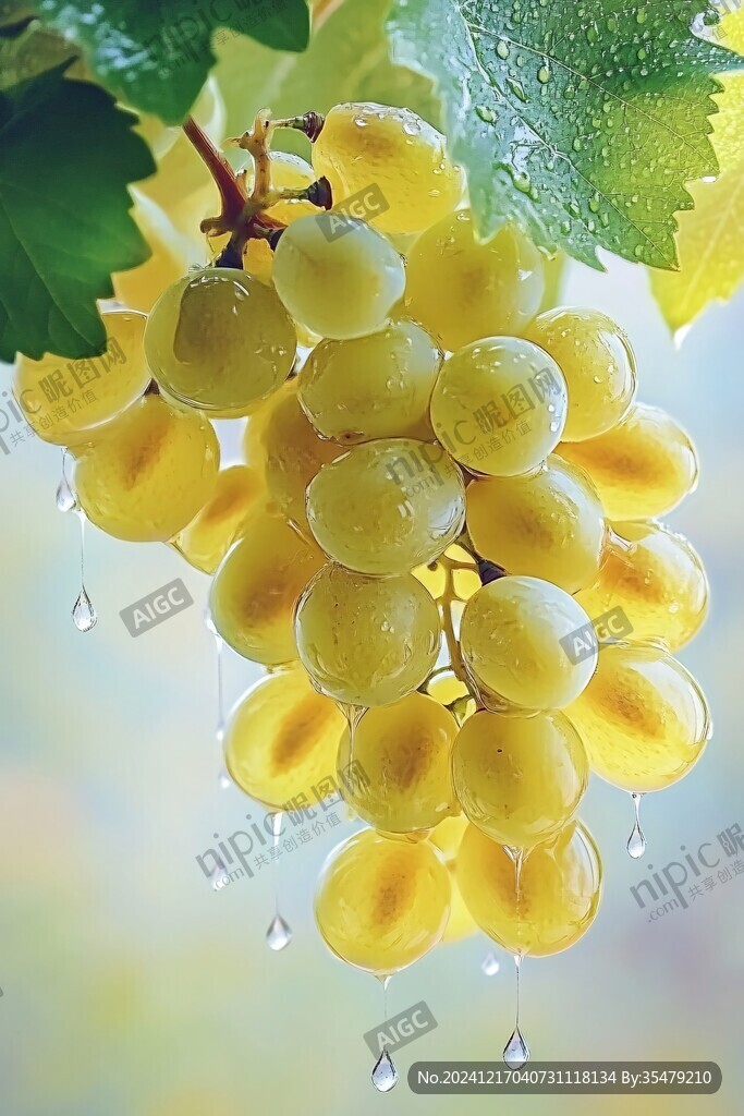 滴水的葡萄