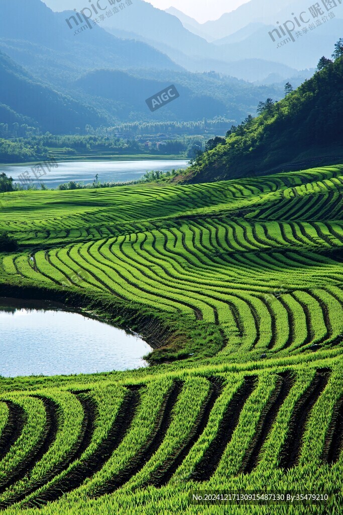 疊階水田