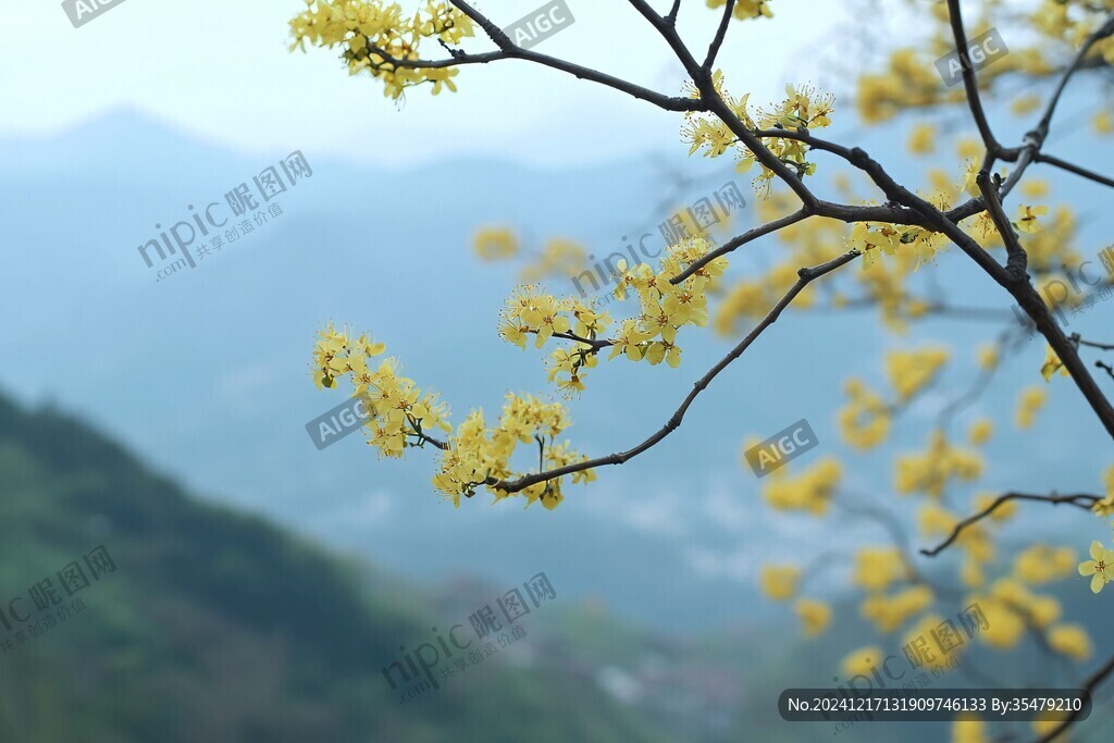 滿山連翹