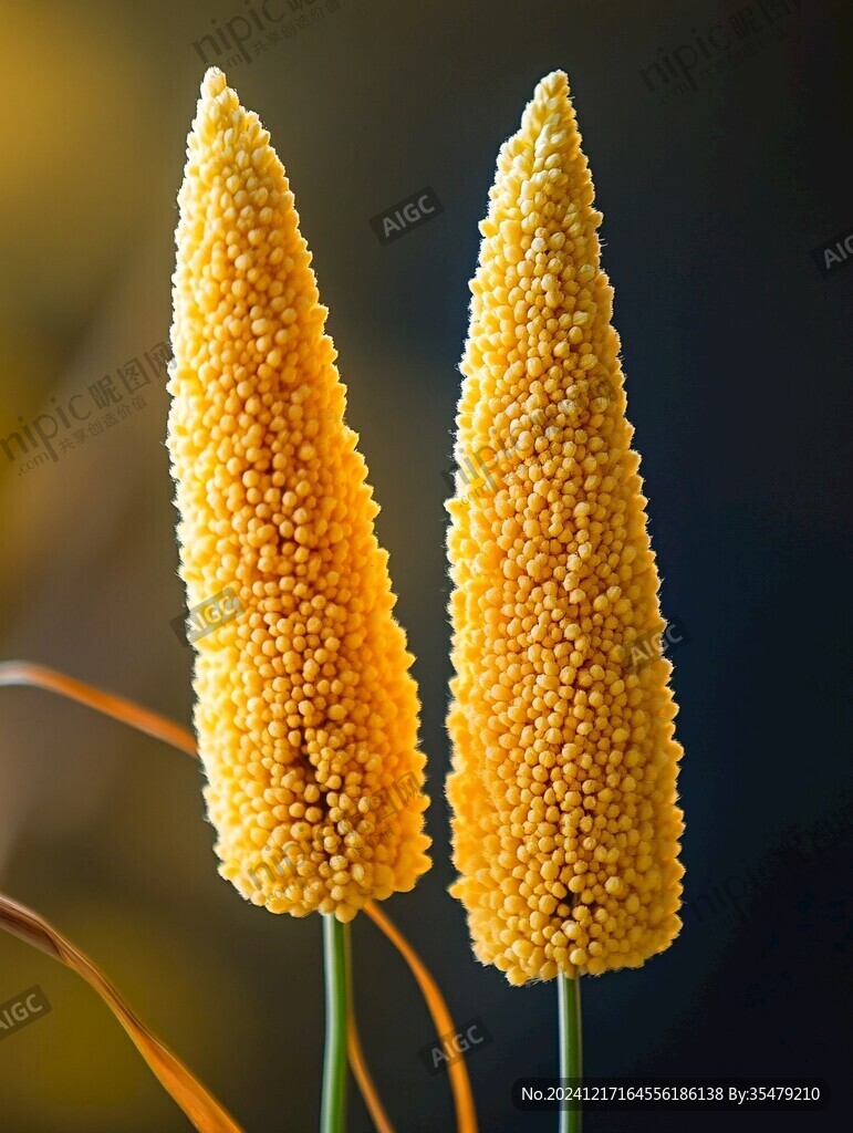 金秋蒲棒花