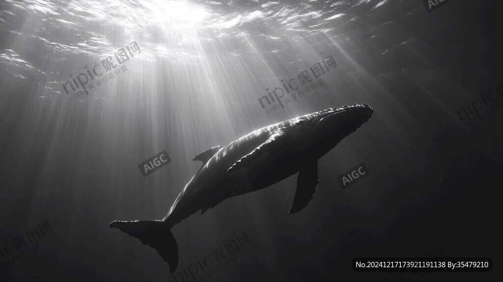 海洋海豚鯨魚