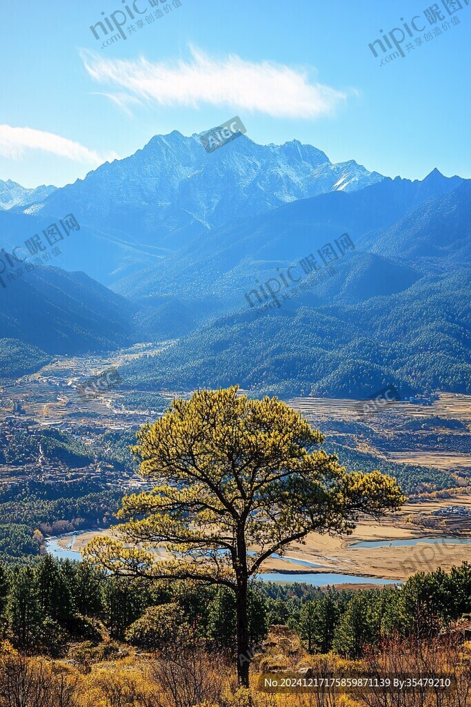 山下一顆樹