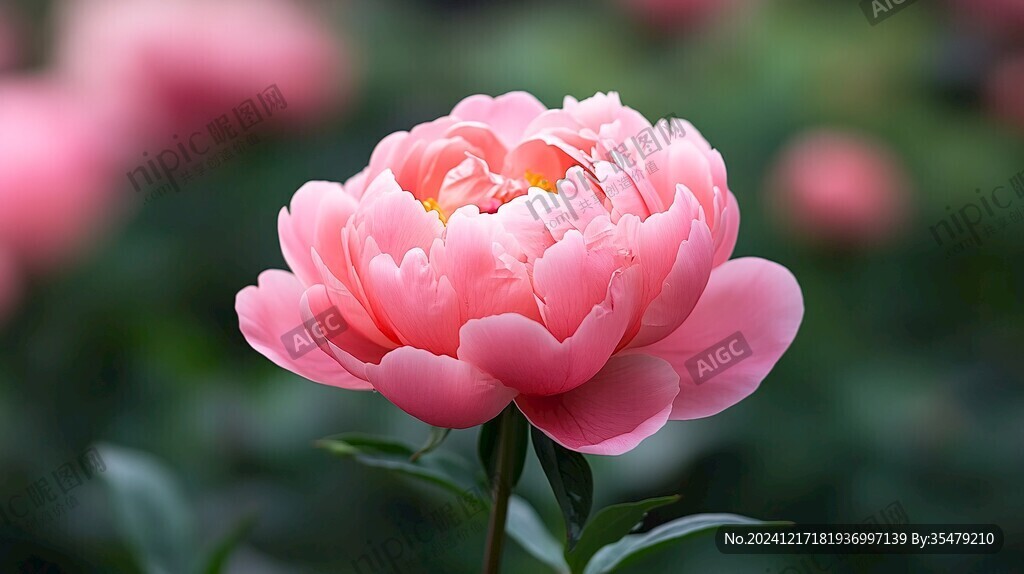 唯美芍藥花