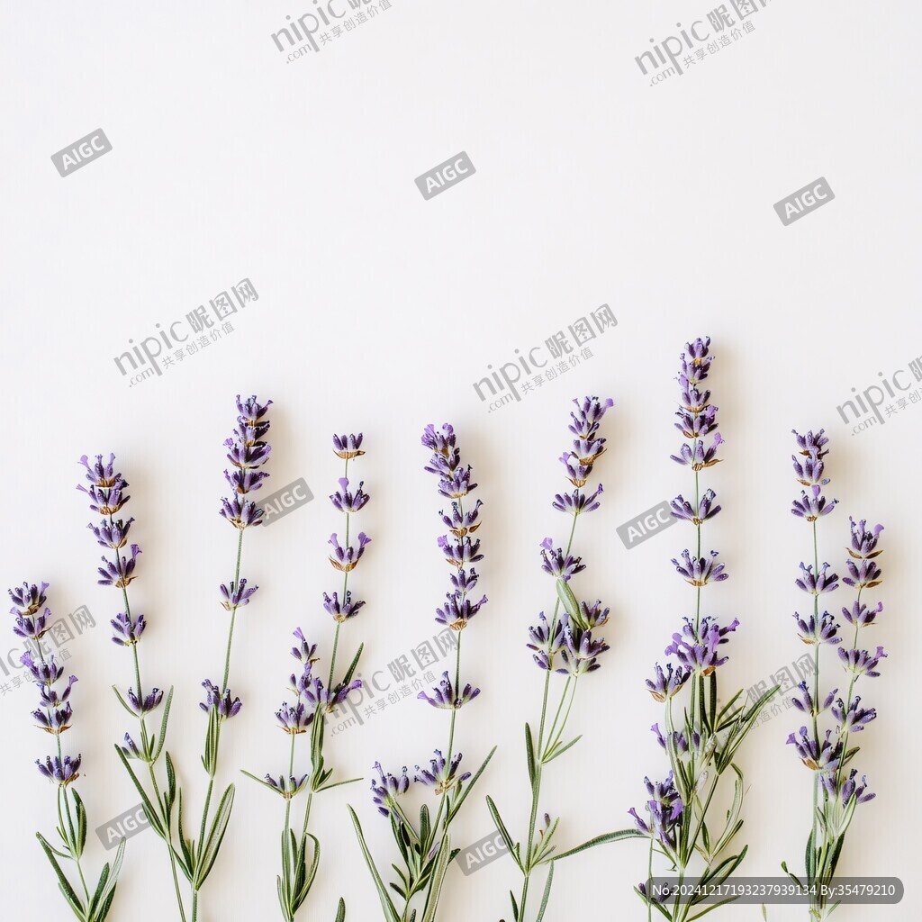 薰衣草鮮花