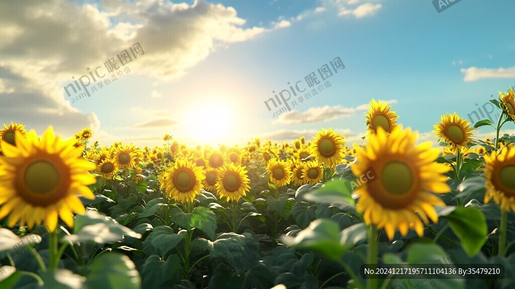 向日葵桌面背景