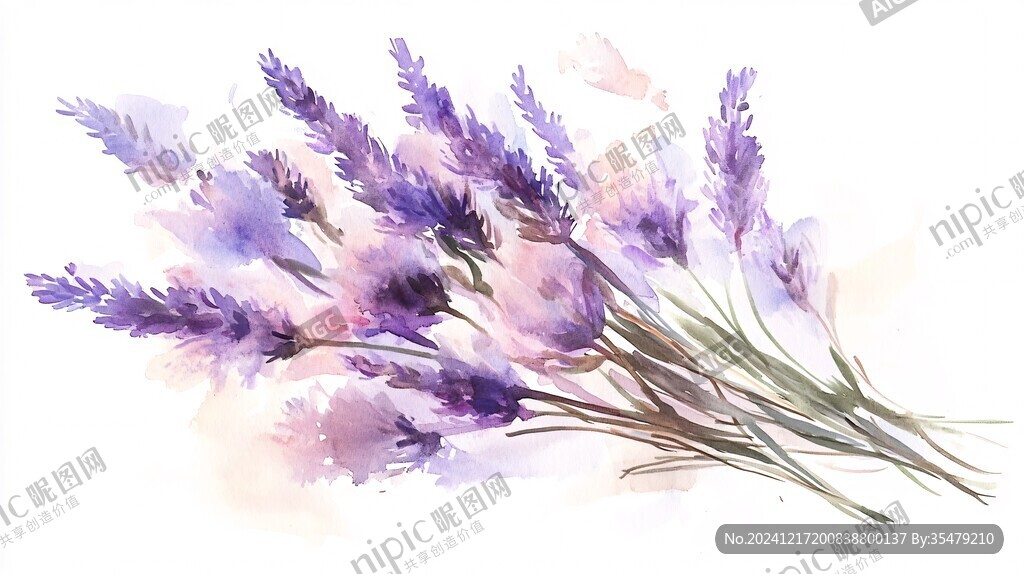 薰衣草插畫
