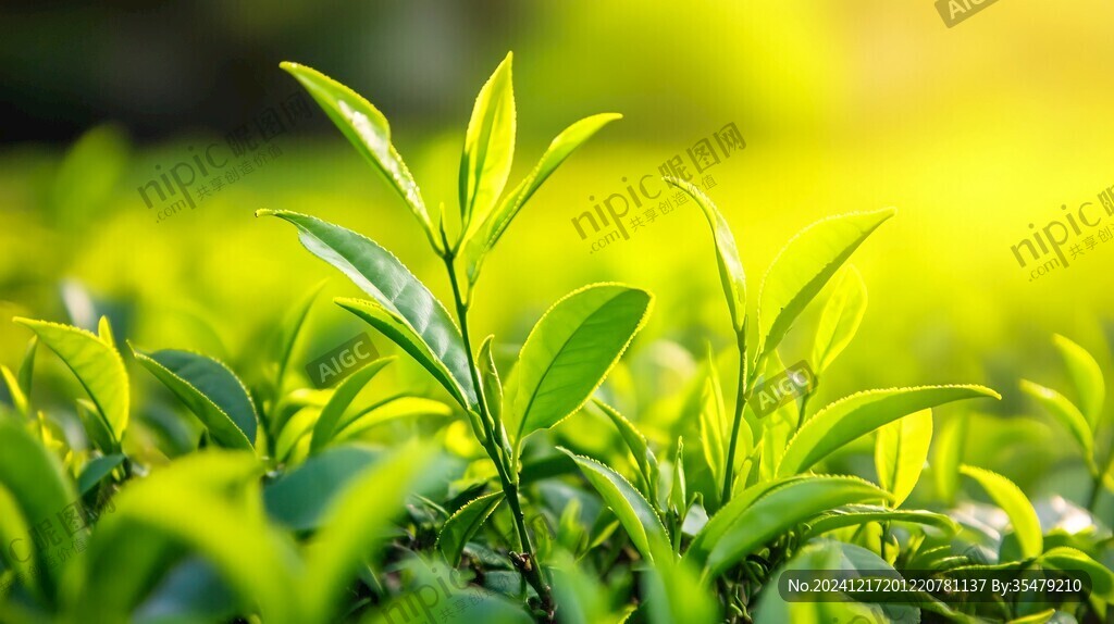 陽(yáng)光茶芽