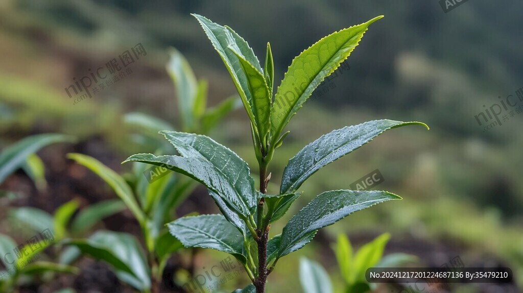 嫩綠的茶樹芽茶香