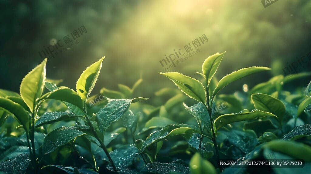 陽光茶芽