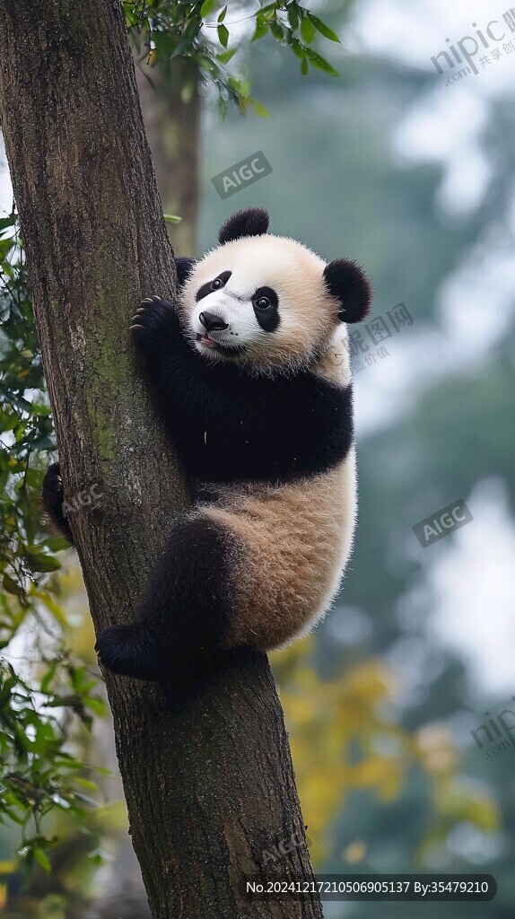 樹上小熊貓