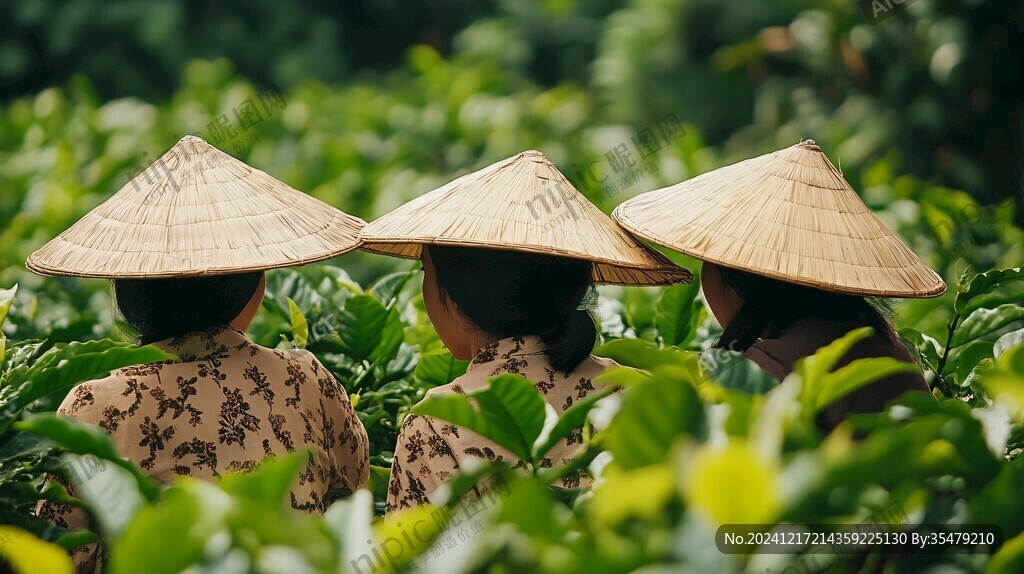 摘茶人物
