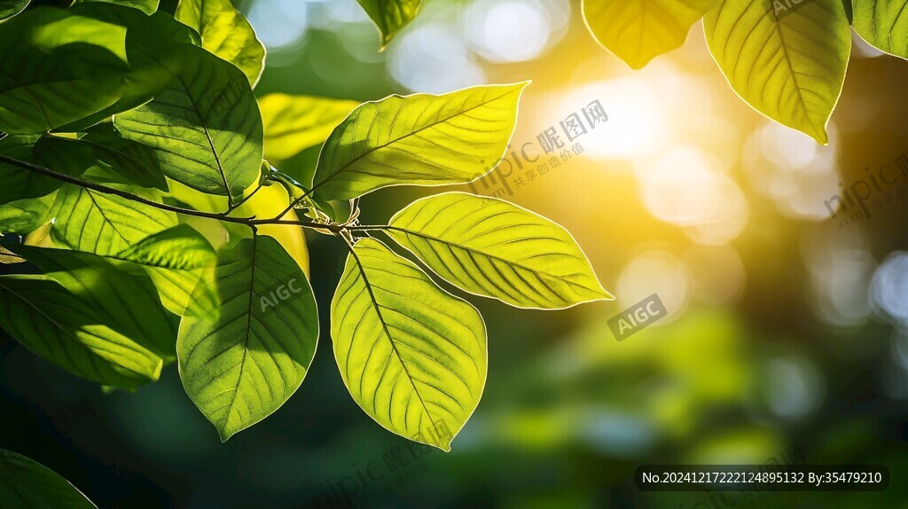陽光樹葉陽光綠葉