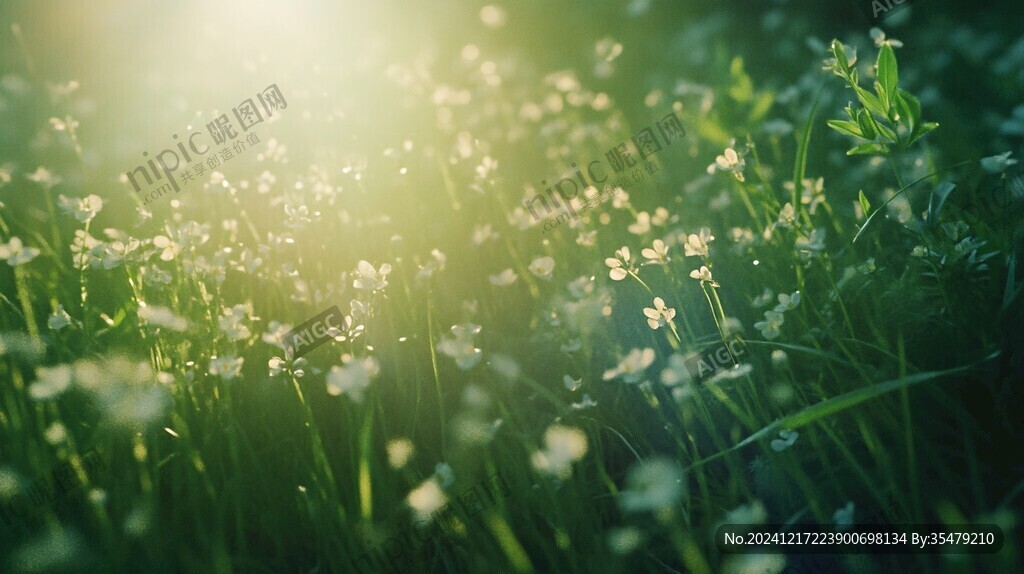 夕陽(yáng)下的小白花
