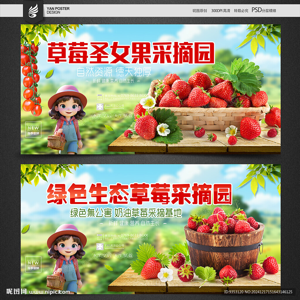 草莓采摘