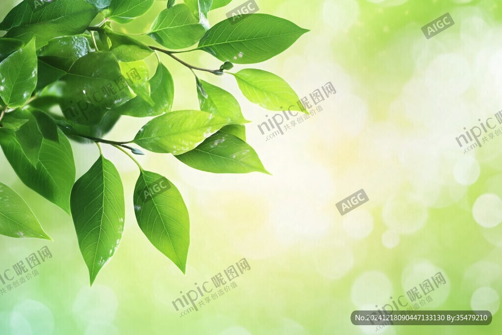 陽光樹葉陽光綠葉