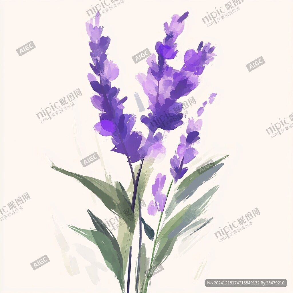 薰衣草插畫