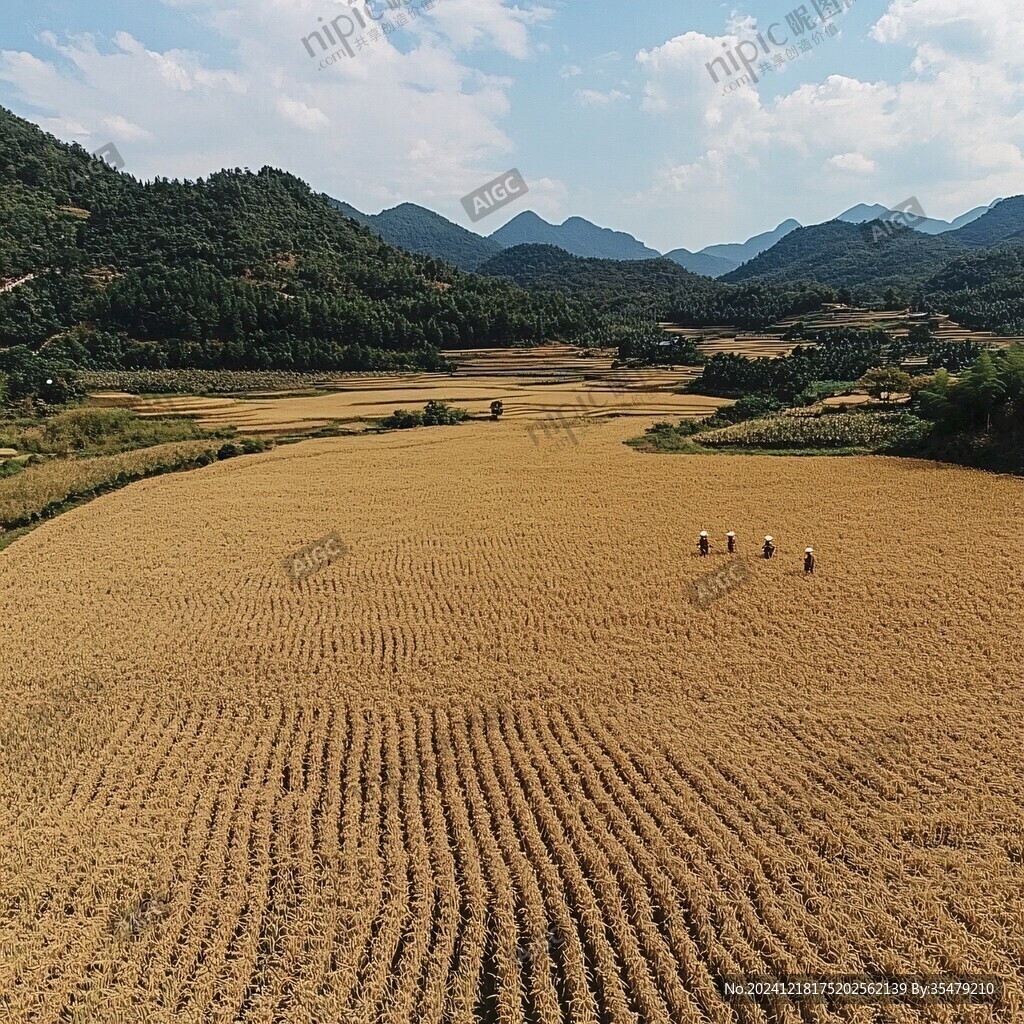 曬糧食豐收