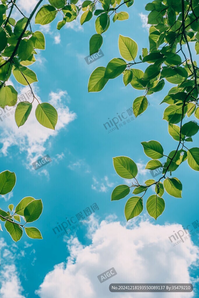 仰視藍天白云樹葉