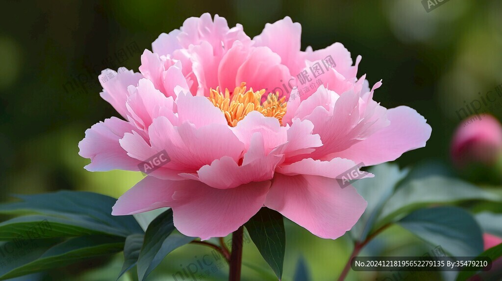 唯美芍藥花