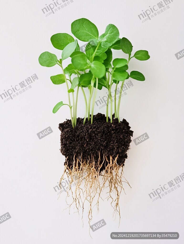 豆類植物苗