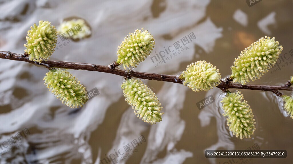 楊柳花蕊