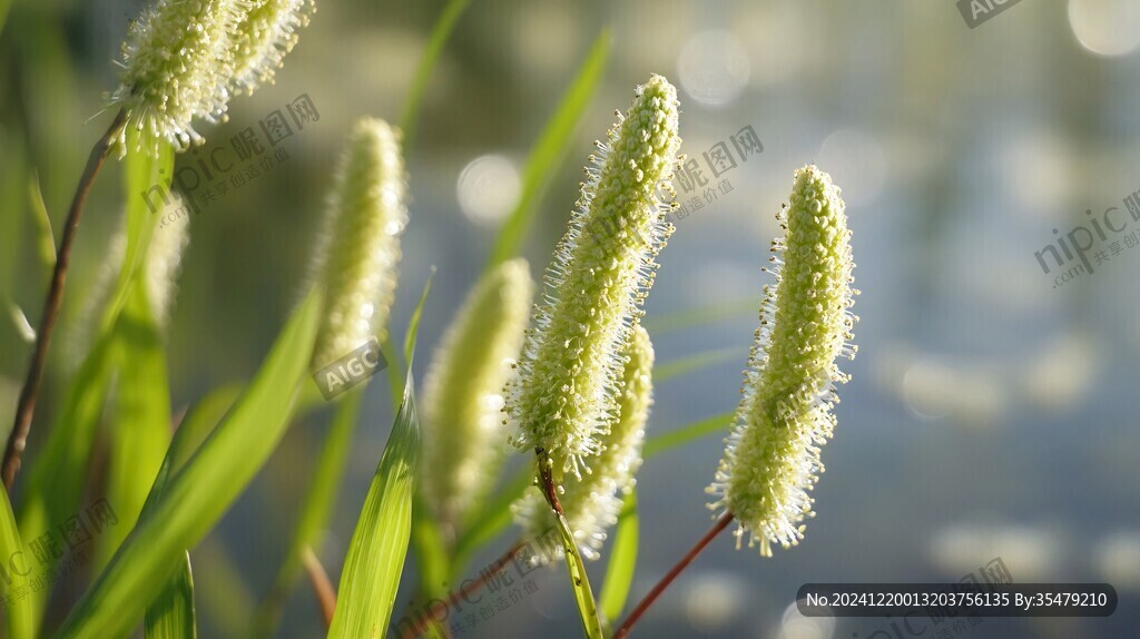 逆光下的狗尾草