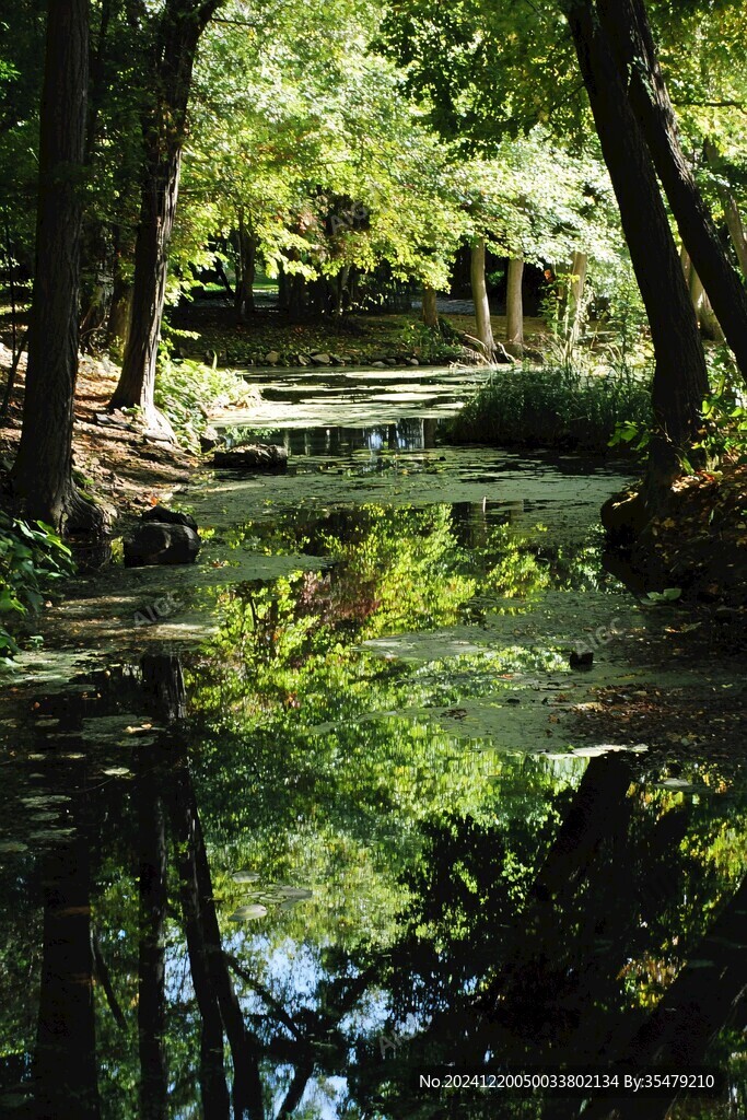 池溏樹木倒影