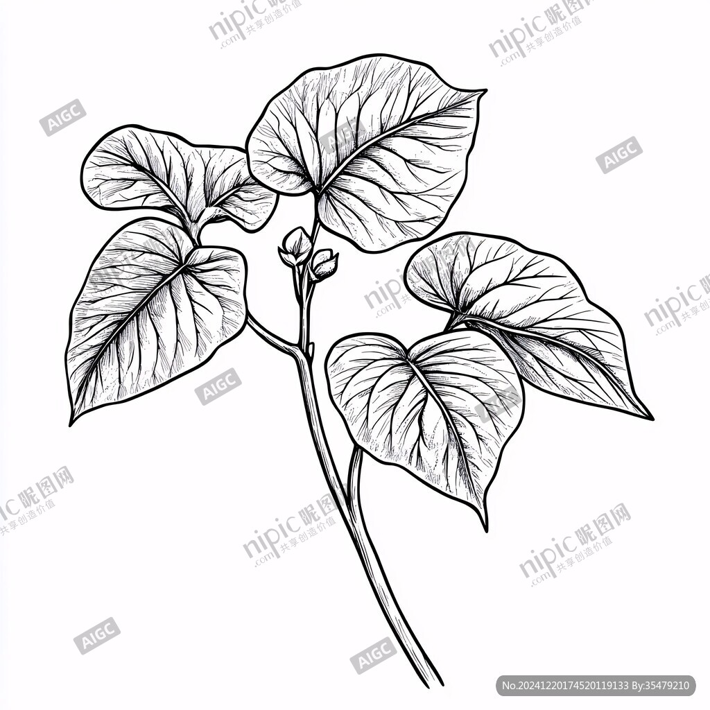 手繪何首烏線描插畫
