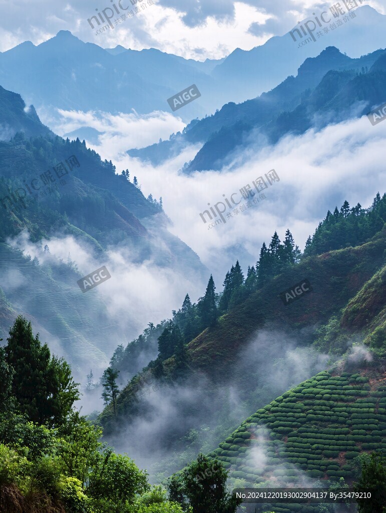 茶山曉霧