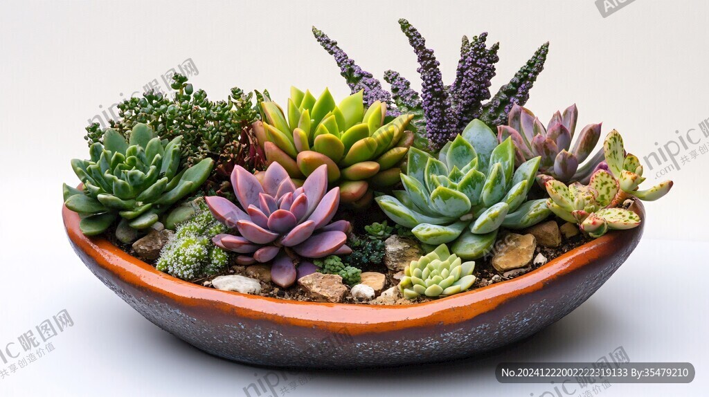 多肉植物拼盤