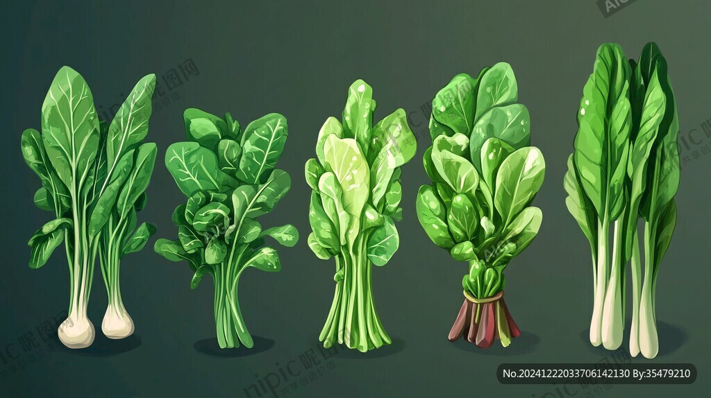青菜插畫