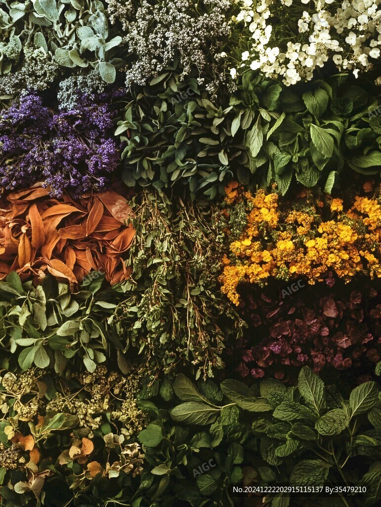 鮮花墻植物花