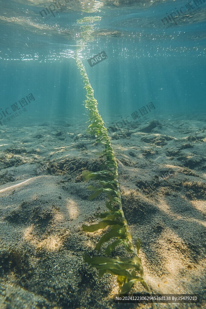 布滿海藻的水管