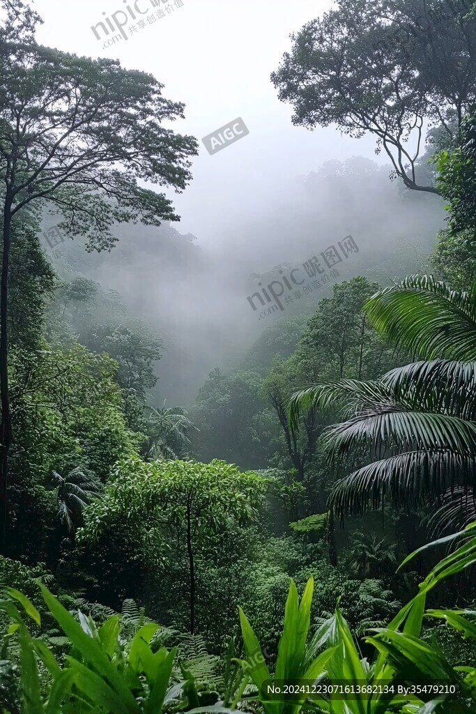雨林深處