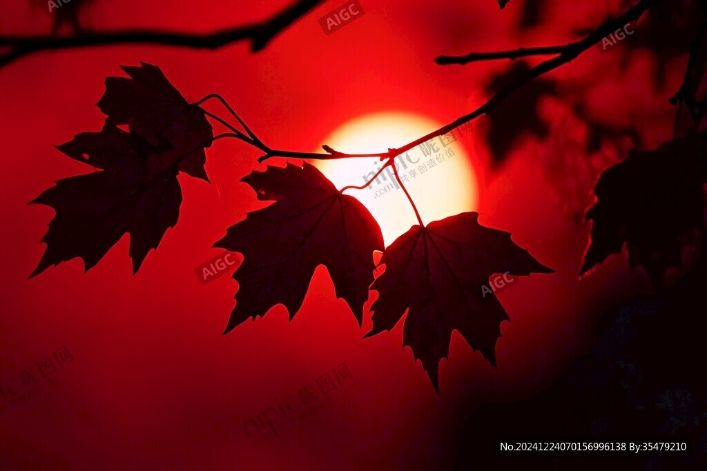 紅楓日出