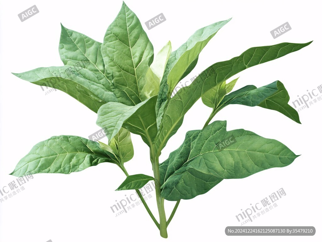 合果芋圖片素材