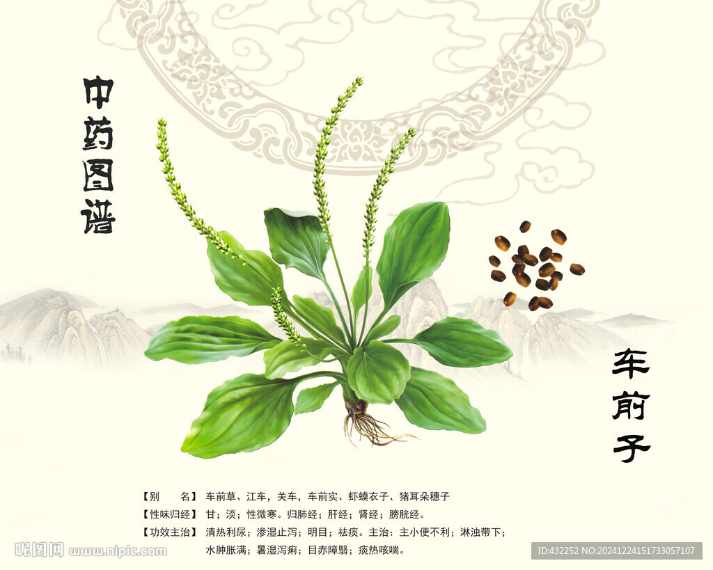 車前子車前草