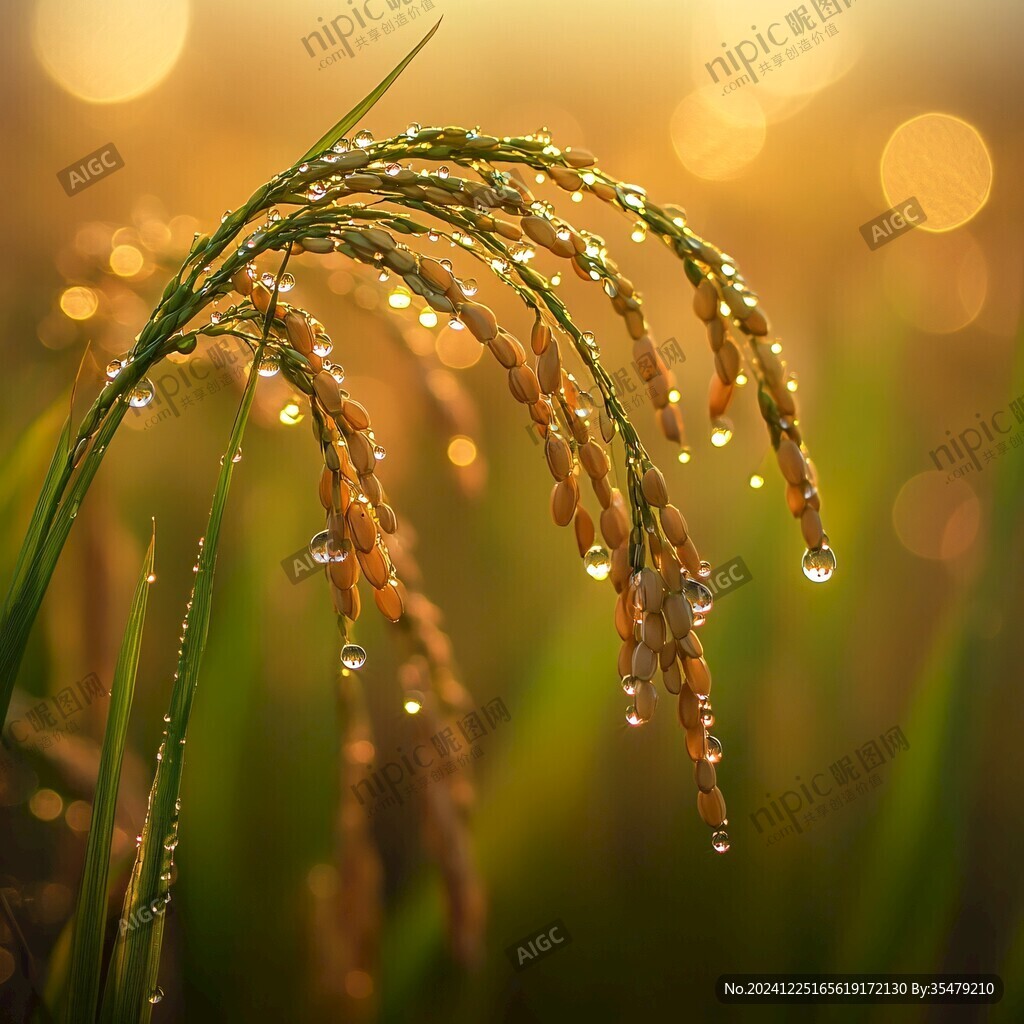 水珠稻穗
