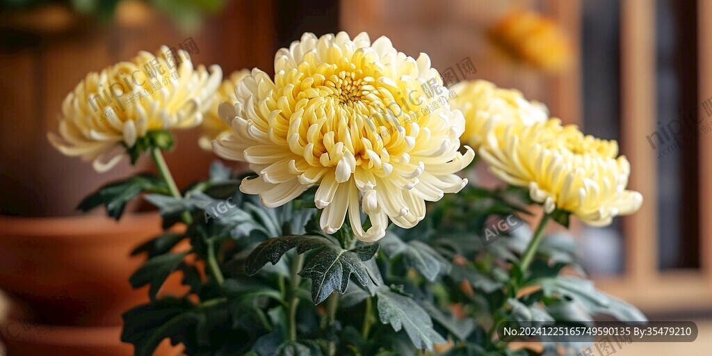 重陽賞菊