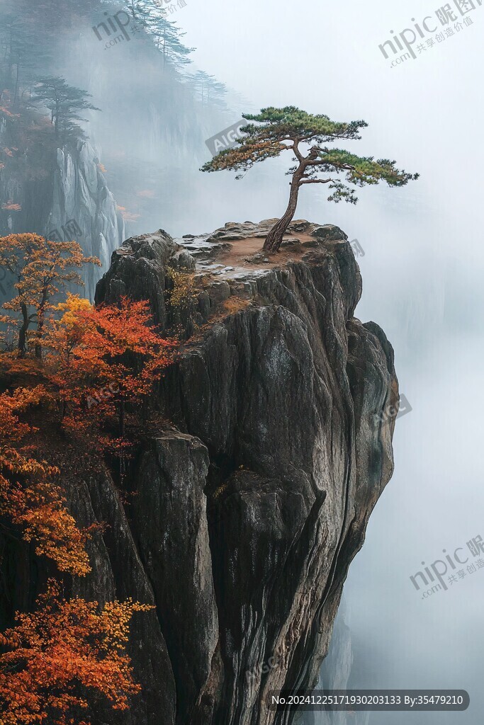 霧中的迎客松