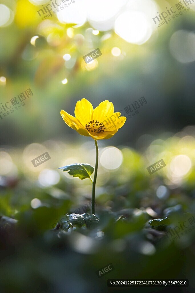 光影黃花