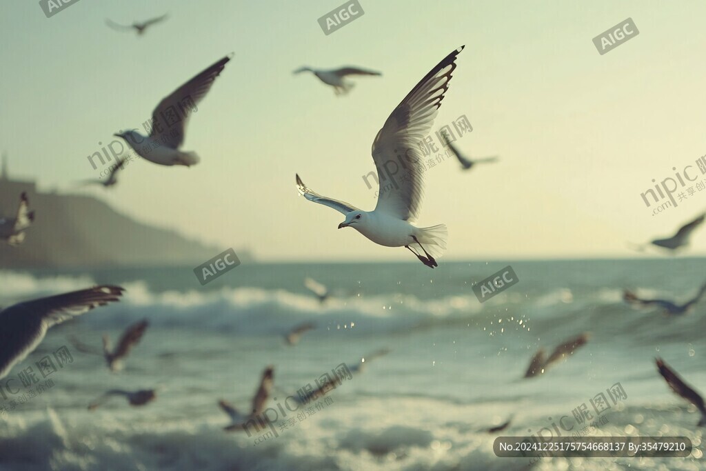 海鷗背景圖