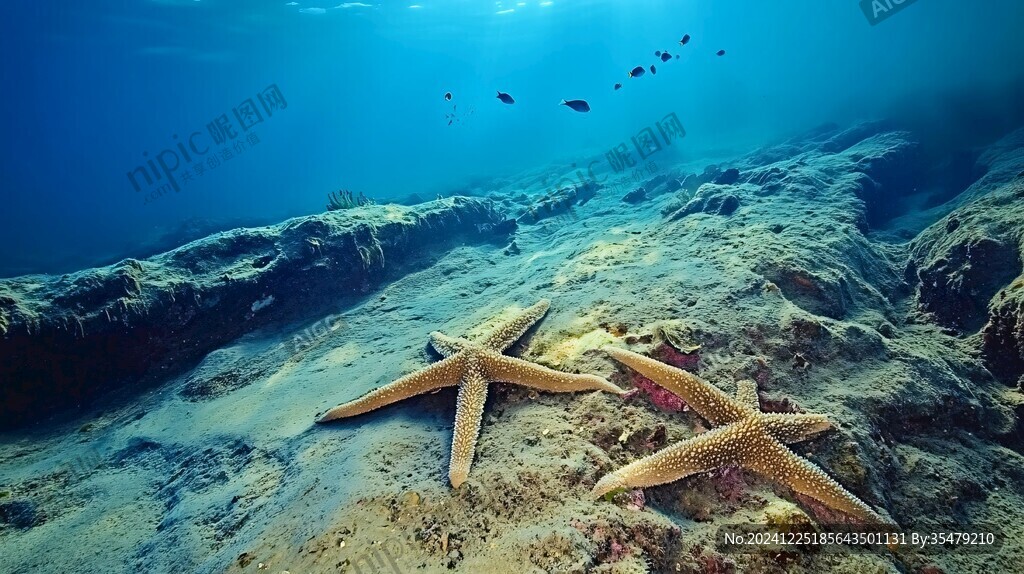 海星棲息地