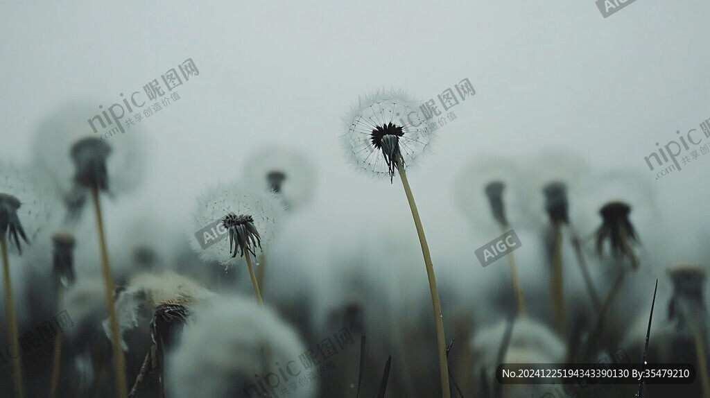 朦朧唯美花草背景