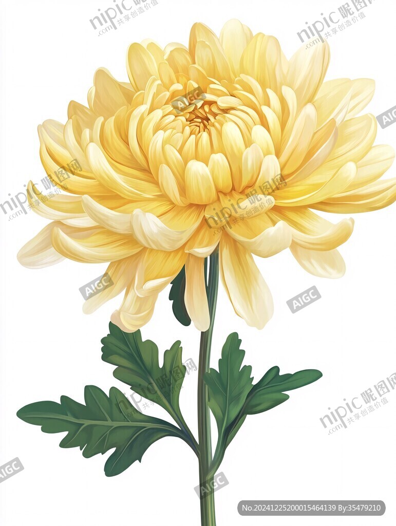 原創(chuàng)鼠繪菊花
