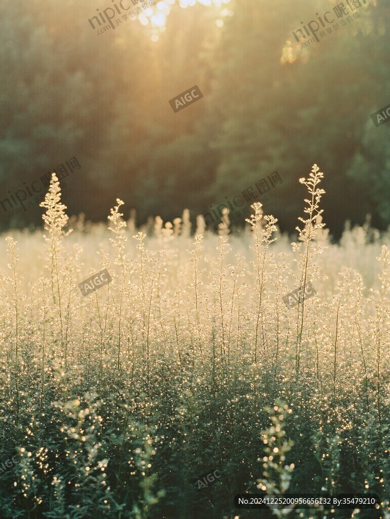 夕陽(yáng)下的花草