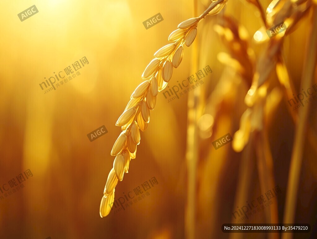 陽(yáng)光下的麥穗