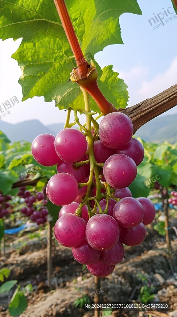 葡萄熟啦