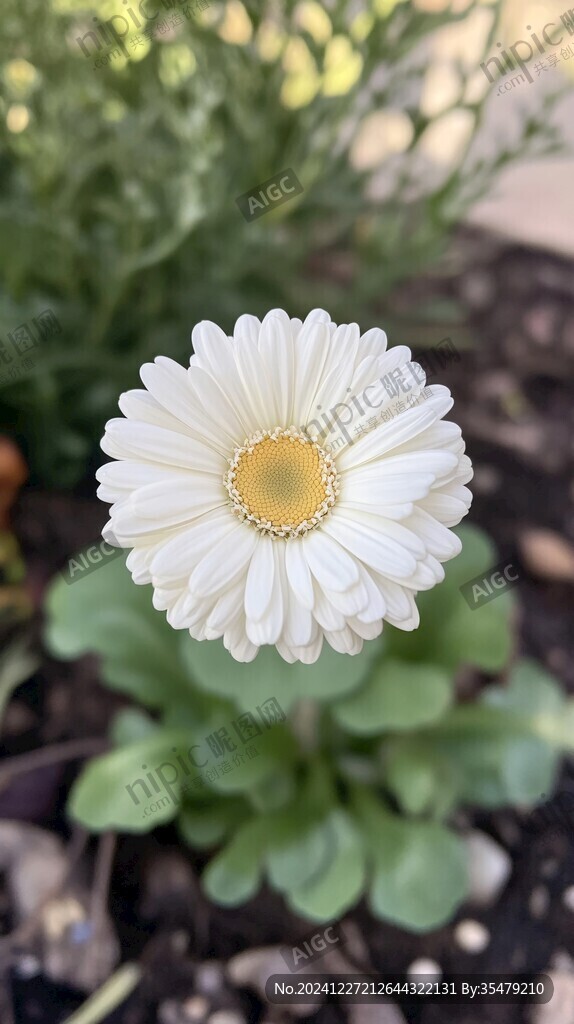 白色小菊花非洲菊