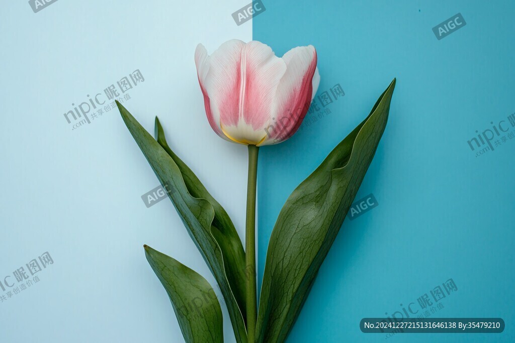 創(chuàng)意郁金香